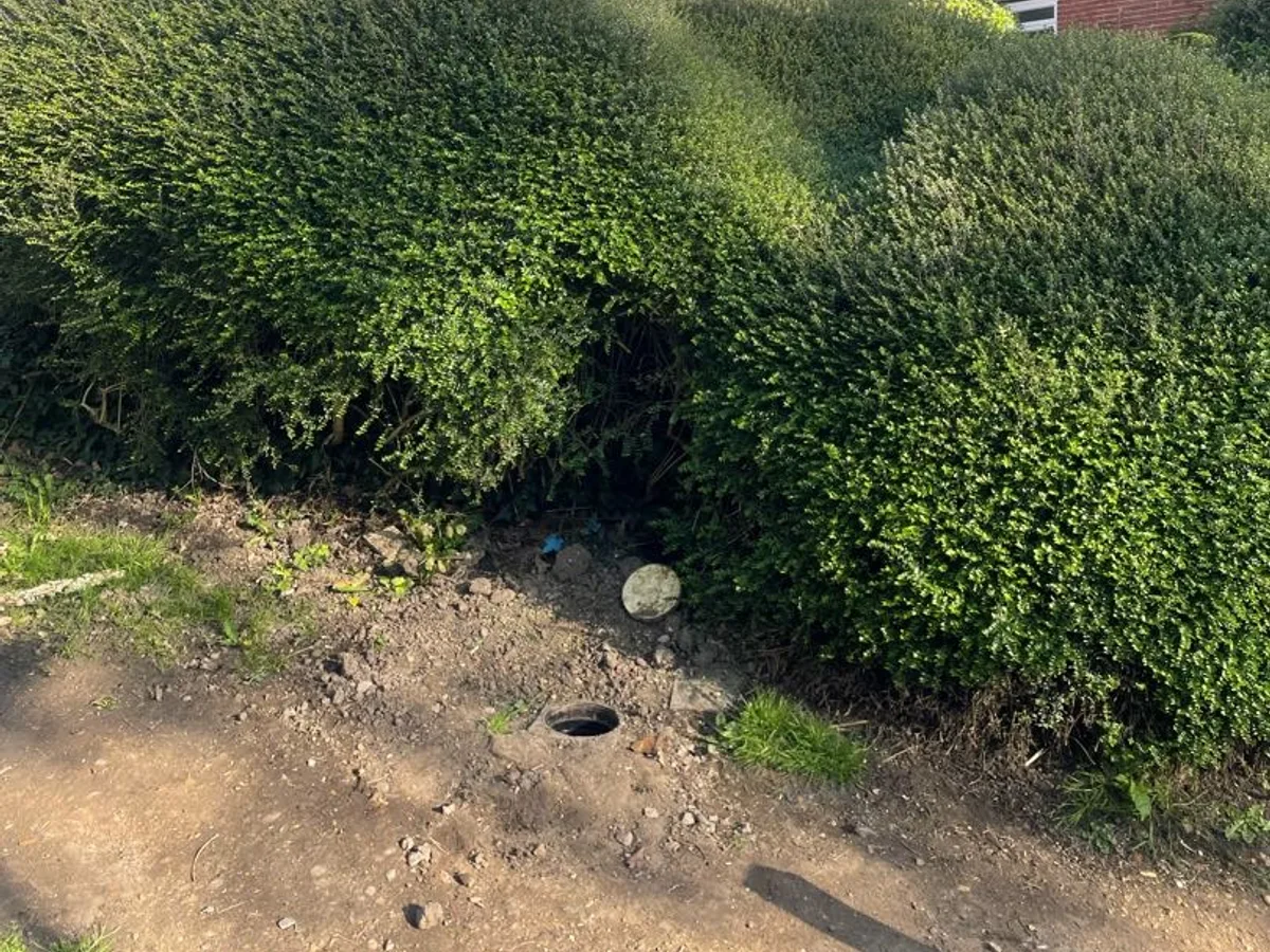 dense boundary hedge concealing water meter location before leak detection works