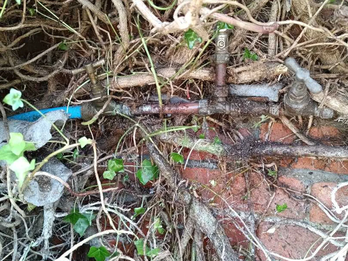 leak located at corroded garden tap supply pipework hidden beneath overgrown vegetation