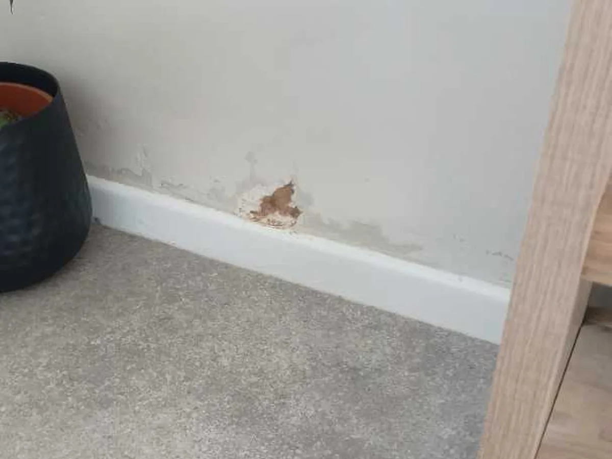 Internal Cold Mains Leak in East Dereham