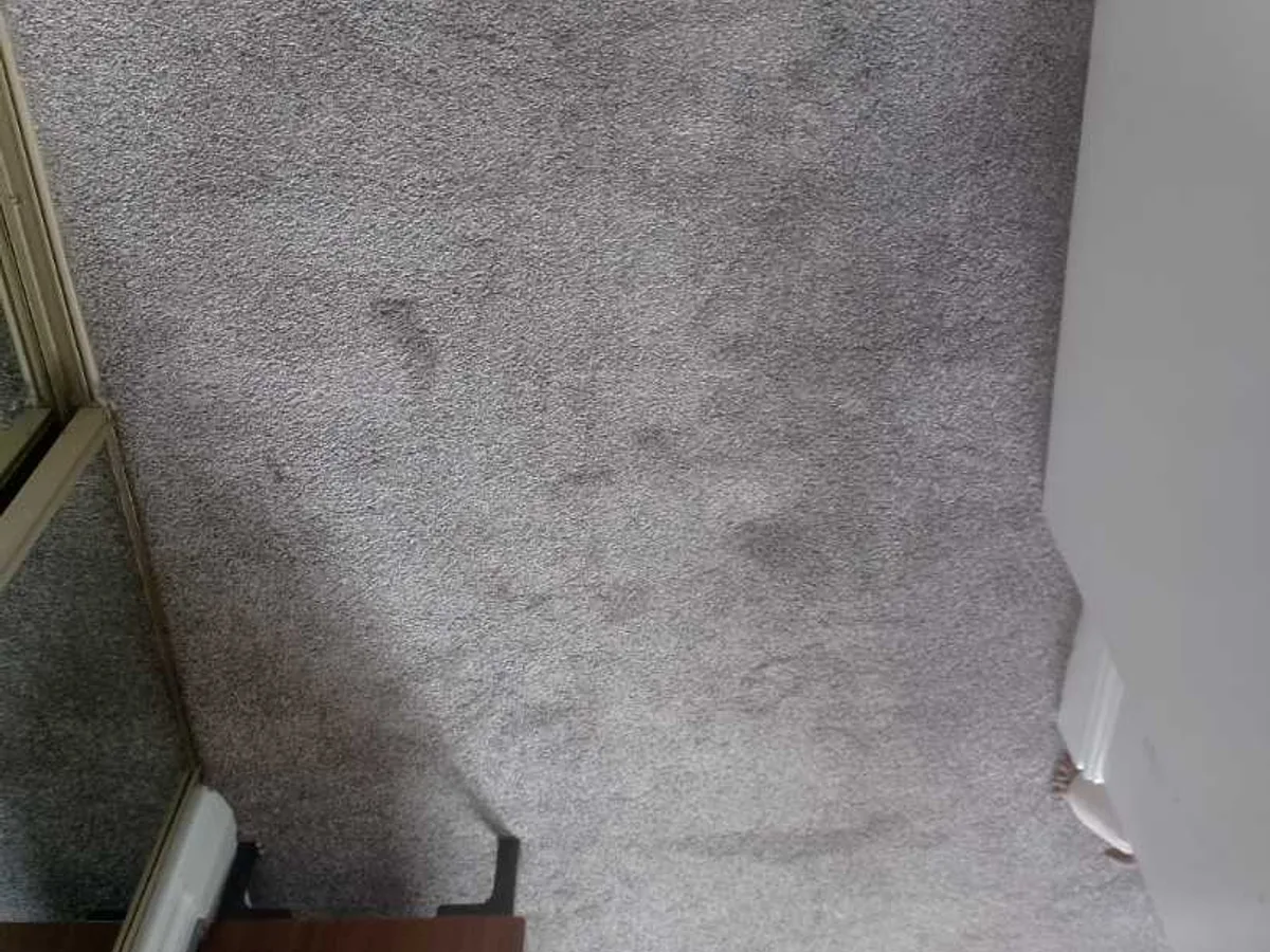 damp patches on living room carpet before leak detection works